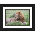 thumbnail image 1 of Hopkins, Cindy Miller 18x13 Black Ornate Wood Framed with Double Matting Museum Art Print Titled - Africa-Kenya-Northern Serengeti Plains-Maasai Mara-Male lion, 1 of 4