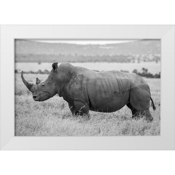 Hopkins, Cindy Miller 18x13 White Modern Wood Framed Museum Art Print Titled - Africa-Kenya-Laikipia Plateau-Ol Pejeta Conservancy-Southern white rhinocero-lone male