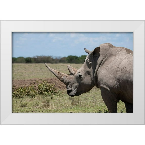 Hopkins, Cindy Miller 18x13 White Modern Wood Framed Museum Art Print Titled - Africa-Kenya-Ol Pejeta Conservancy-One the last 2 critically endangered Northern white rhinos