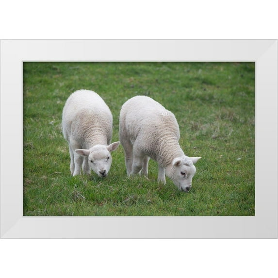 Hopkins, Cindy Miller 18x13 White Modern Wood Framed Museum Art Print Titled - Great Britain-Shetland-Fair Isle Shetland sheep-twin lambs