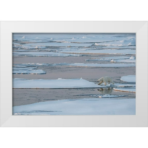 Hopkins, Cindy Miller 18x13 White Modern Wood Framed Museum Art Print Titled - Norway-High Arctic Lone polar bear on sea ice at dusk