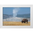 thumbnail image 1 of Hopkins, Cindy Miller 18x13 White Modern Wood Framed Museum Art Print Titled - USA-Wyoming-Yellowstone National Park-Upper Geyser Basin-Lone male American bison-aka buffalo-in fr, 1 of 4