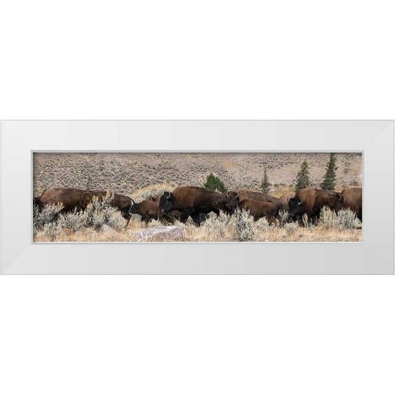 Hopkins, Cindy Miller 18x8 White Modern Wood Framed Museum Art Print Titled - USA-Wyoming-Yellowstone National Park-Lamar Valley-Herd of American bison