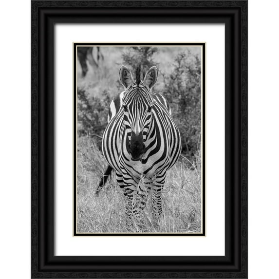 Hopkins, Cindy Miller 23x32 Black Ornate Wood Framed with Double Matting Museum Art Print Titled - Africa-Kenya-Serengeti Plains-Maasai Mara-Plains zebra aka Burchells zebra