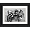thumbnail image 1 of Hopkins, Cindy Miller 24x17 Black Ornate Wood Framed with Double Matting Museum Art Print Titled - Africa-Kenya-Ol Pejeta Conservancy-Bruchells zebra-Equus burchellii-in grassland habitat, 1 of 4