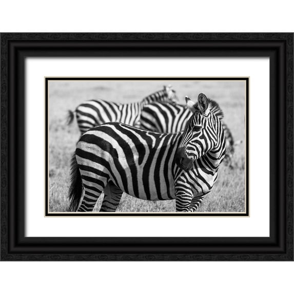 Hopkins, Cindy Miller 24x17 Black Ornate Wood Framed with Double Matting Museum Art Print Titled - Africa-Kenya-Ol Pejeta Conservancy-Bruchells zebra-Equus burchellii-in grassland habitat