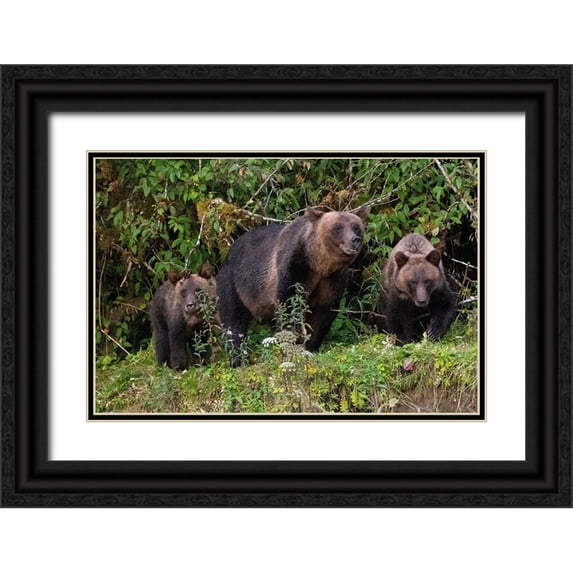 Hopkins, Cindy Miller 24x17 Black Ornate Wood Framed with Double Matting Museum Art Print Titled - Canada-British Columbia-Great Bear Rainforest Khutze Inlet Brown bear mother and cubs