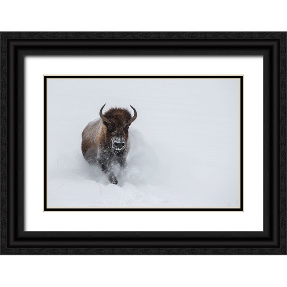 Hopkins, Cindy Miller 24x17 Black Ornate Wood Framed with Double Matting Museum Art Print Titled - USA-Wyoming-Yellowstone National Park Lone bull bison running in deep snow