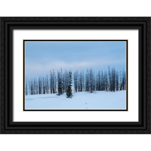 Hopkins, Cindy Miller 24x17 Black Ornate Wood Framed with Double Matting Museum Art Print Titled - USA-Wyoming-Yellowstone National Park Winter line of trees