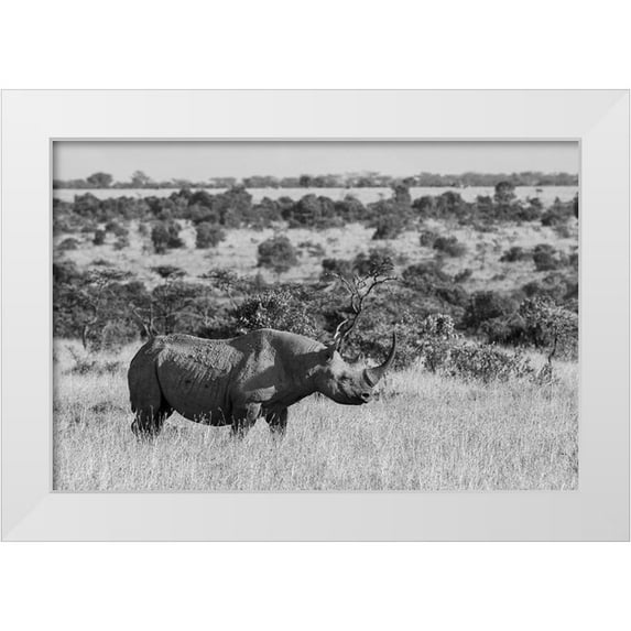 Hopkins, Cindy Miller 24x17 White Modern Wood Framed Museum Art Print Titled - Africa-Kenya-Ol Pejeta Conservancy-Black rhinoceros-aka hook-lipped-Critically Endangered species