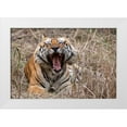 thumbnail image 1 of Hopkins, Cindy Miller 24x17 White Modern Wood Framed Museum Art Print Titled - India-Madhya Pradesh-Bandhavgarh National Park Bengal tiger-endangered species, 1 of 4
