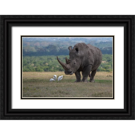 Hopkins, Cindy Miller 32x23 Black Ornate Wood Framed with Double Matting Museum Art Print Titled - Africa-Kenya-Ol Pejeta-Southern white rhinoceros-Ceratotherium simum simum-with cattle egrets