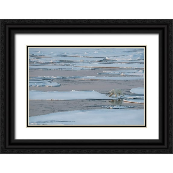 Hopkins, Cindy Miller 32x23 Black Ornate Wood Framed with Double Matting Museum Art Print Titled - Norway-High Arctic Lone polar bear on sea ice at dusk
