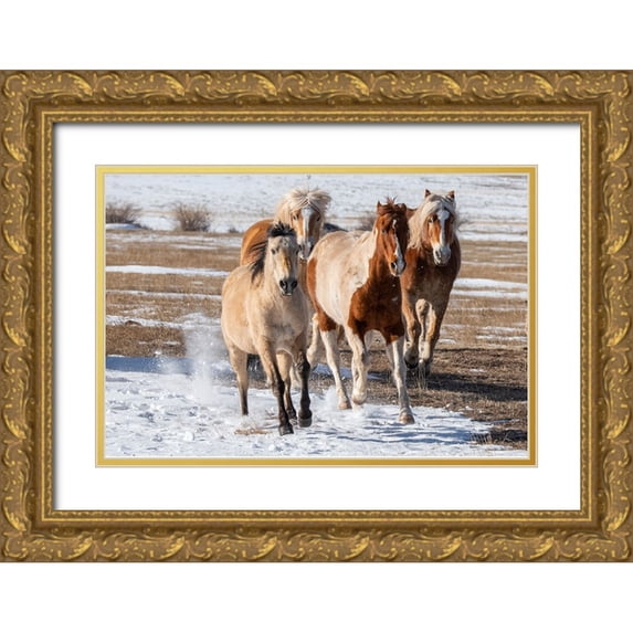 Hopkins, Cindy Miller 32x23 Gold Ornate Wood Framed with Double Matting Museum Art Print Titled - USA-Colorado-Westcliffe Music Meadows Ranch Herd of mixed breed horses running in the snow