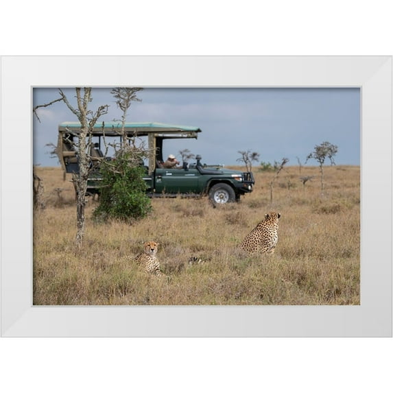 Hopkins, Cindy Miller 32x23 White Modern Wood Framed Museum Art Print Titled - Africa-Kenya-Ol Pejeta Conservancy-Safari jeep with male cheetahs-endangered species
