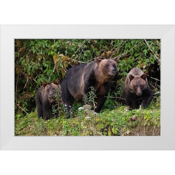 Hopkins, Cindy Miller 32x23 White Modern Wood Framed Museum Art Print Titled - Canada-British Columbia-Great Bear Rainforest Khutze Inlet Brown bear mother and cubs