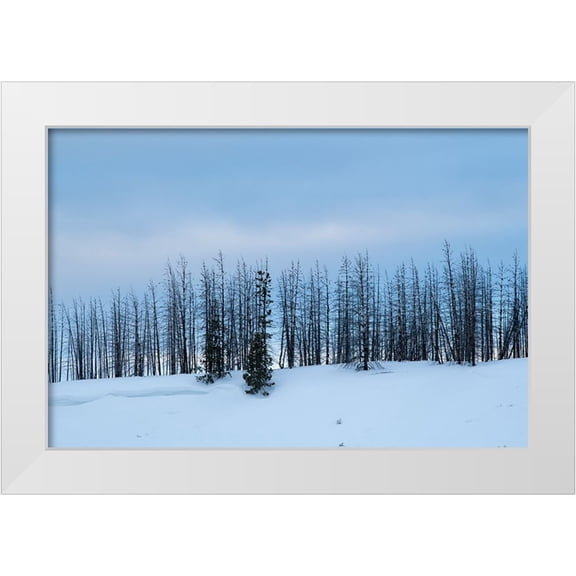 Hopkins, Cindy Miller 32x23 White Modern Wood Framed Museum Art Print Titled - USA-Wyoming-Yellowstone National Park Winter line of trees