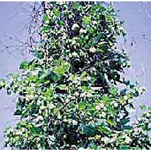 Hops Seeds (20+ Seeds) | Non GMO | Vegetable Fruit Herb Flower Seeds for Planting | Home Garden Greenhouse Pack