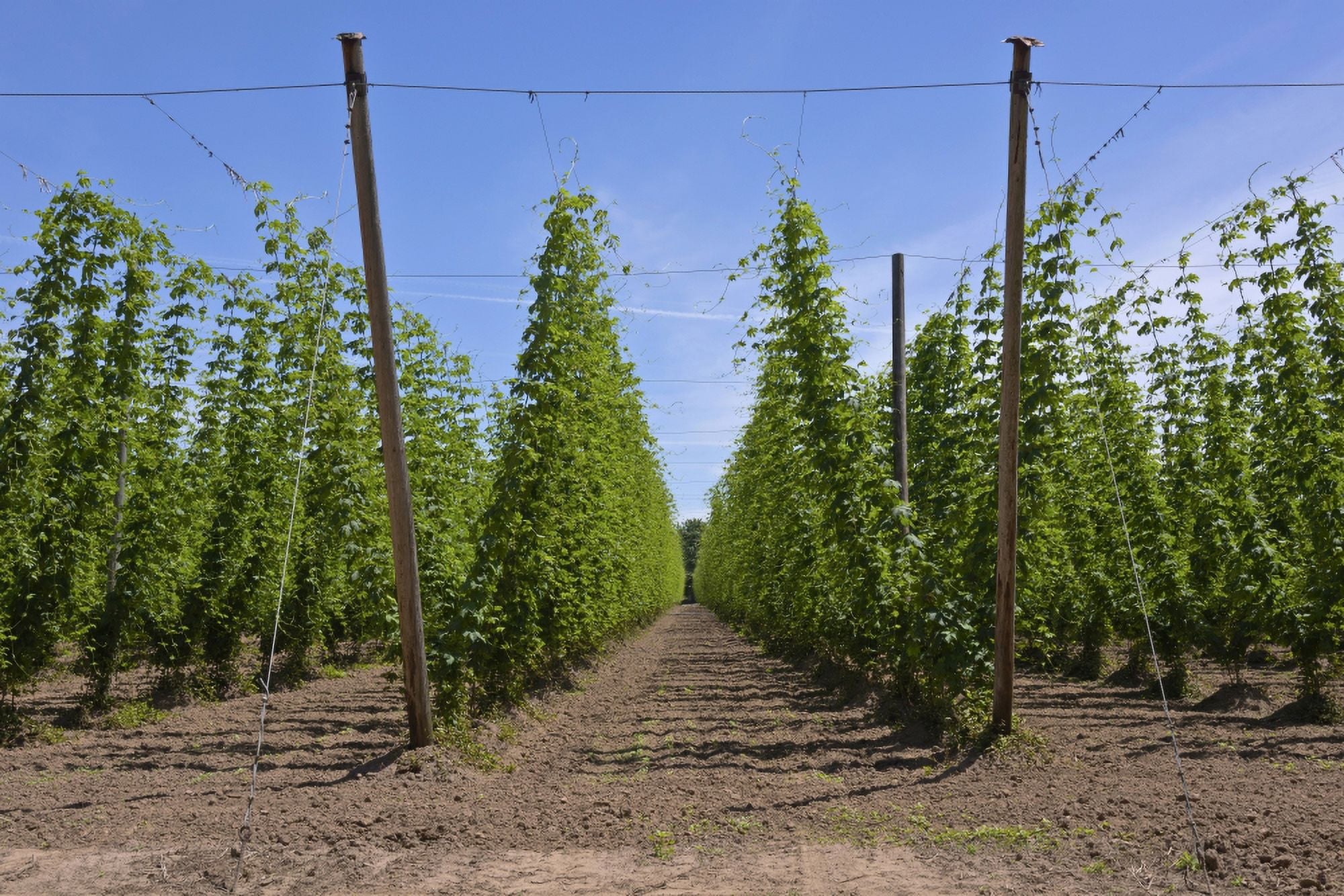 Hops crop field in Willamette Valley Oregon USA Canvas Art - Panoramic Images (27 x 9)