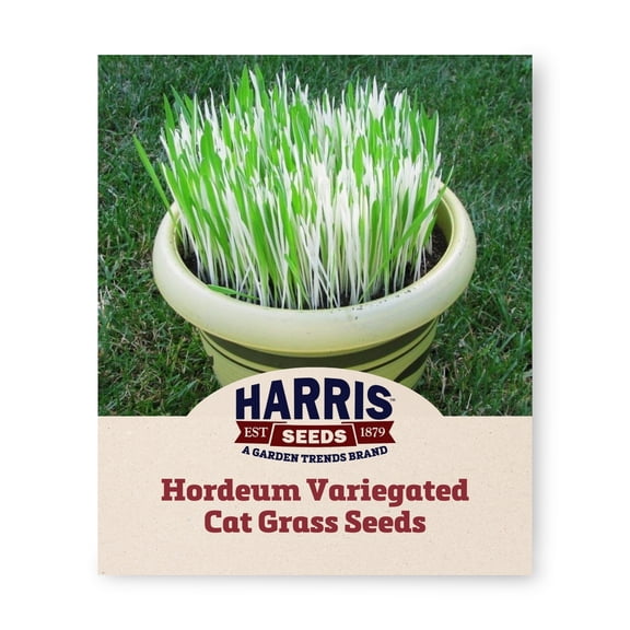 Harris Seeds Hordeum Variegated Cat Grass, Indoor Ornamental & Pet Grass, 1,000 Count