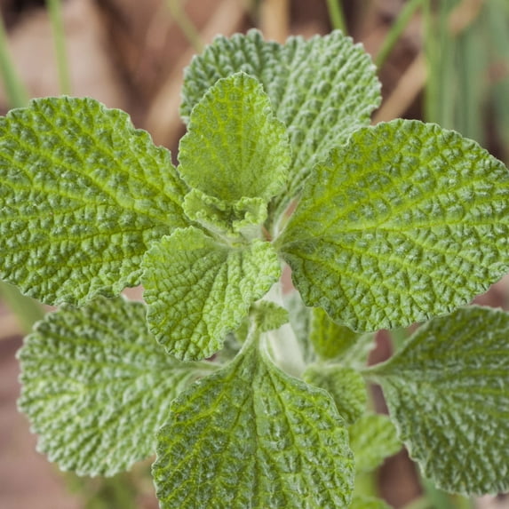 Horehound Seeds - 0.25 Oz ~50,000 Seeds - Marrubium vulgare - Medicinal & Herbal Tea Herb Gardening Seeds - Non-GMO, Heirloom, Open Pollinated, Perennial