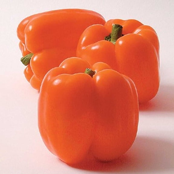 Horizon Sweet Pepper Garden Seeds - .25 oz - Non-GMO - Bright Orange Bell Peppers - Vegetable Gardening Seeds by Mountain Valley Seed