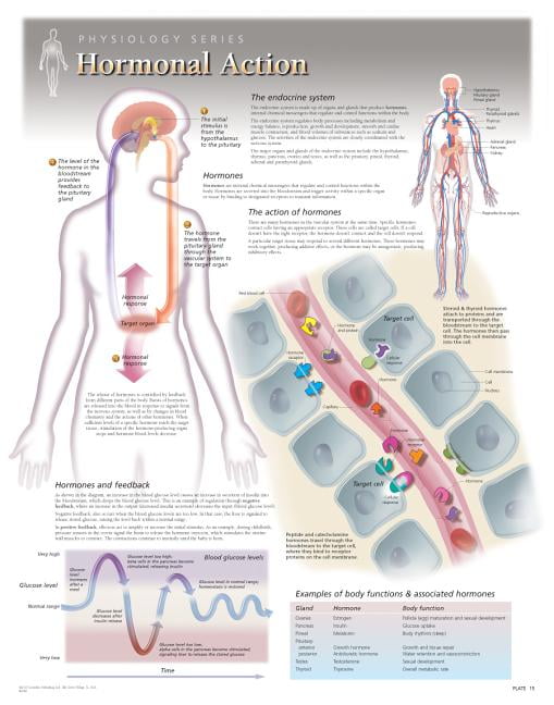 Hormonal Action Wall Chart 8280 Wallchart Biology Diagrams