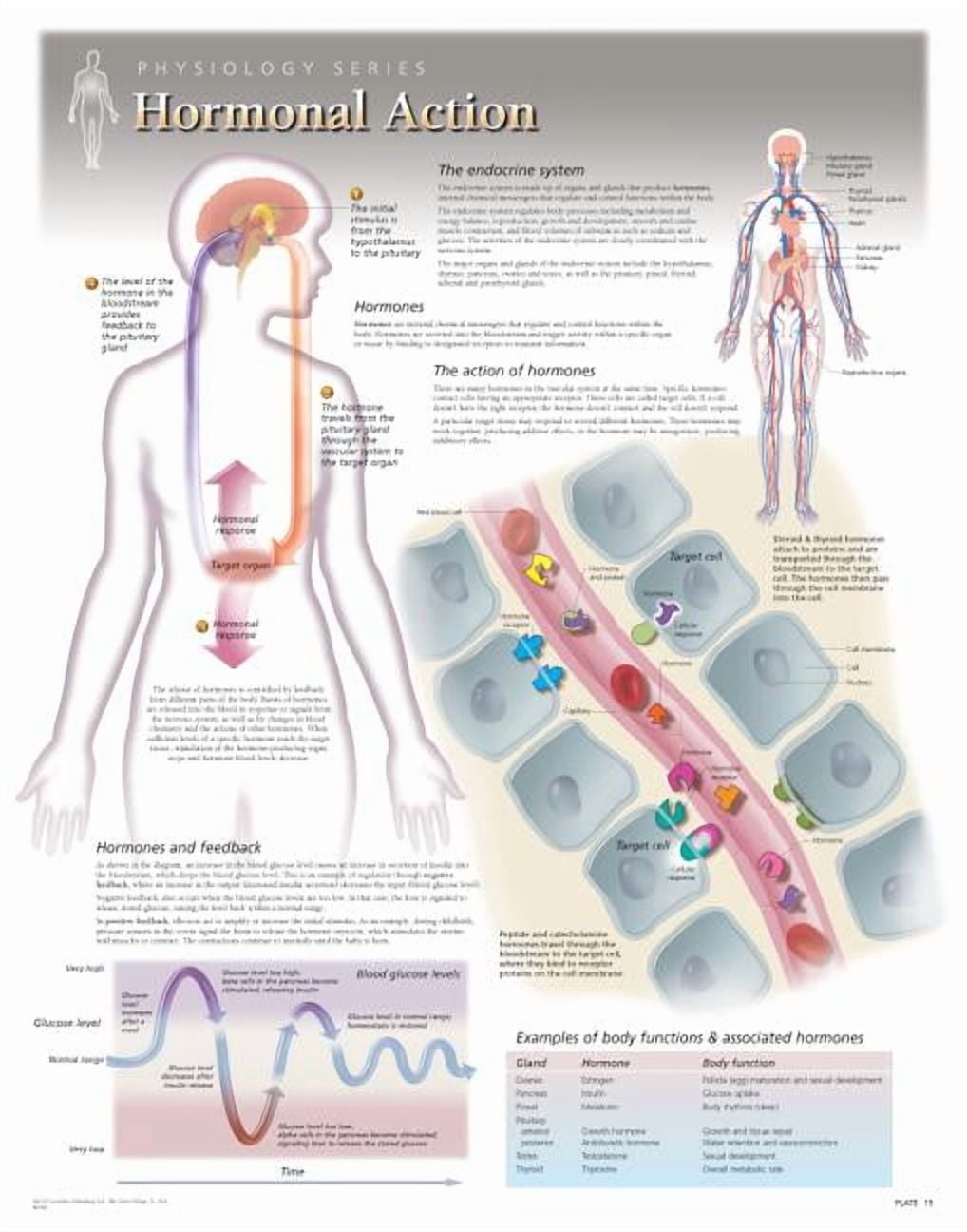 Hormonal Action Wall Chart : 8280 (Wallchart)
