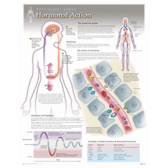 Hormonal Action Wall Chart : 8280 (Wallchart)