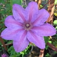 thumbnail image 1 of Horn of Plenty Clematis Vine Pink Flowering Dormant Bare Root Perennial Starter Plant (1-Pack), 1 of 3