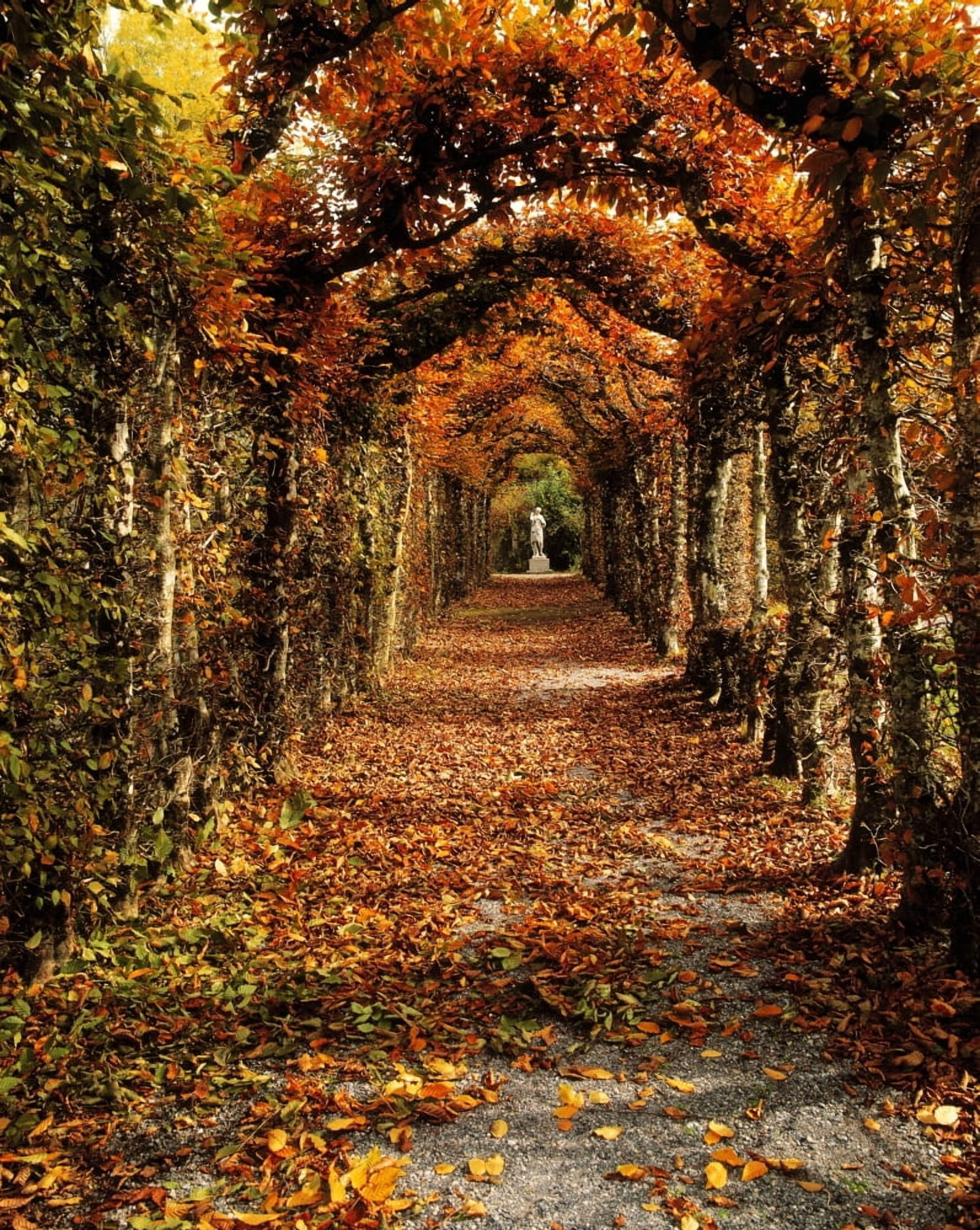 Hornbeam Alles Birr Castle Co Offaly Ireland Canvas Art - The Irish Image Collection Design Pics (12 x 16)