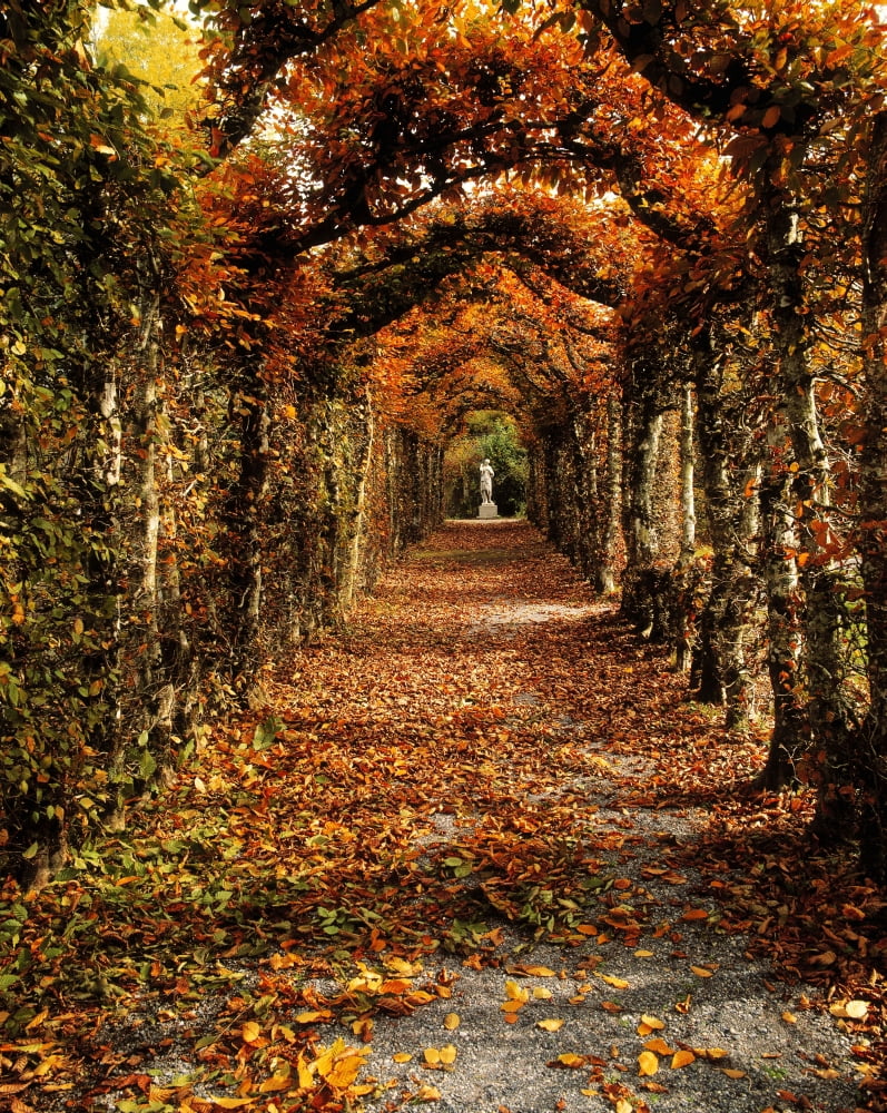 Hornbeam Alles Birr Castle Co Offaly Ireland Canvas Art - The Irish Image Collection Design Pics (24 x 32)