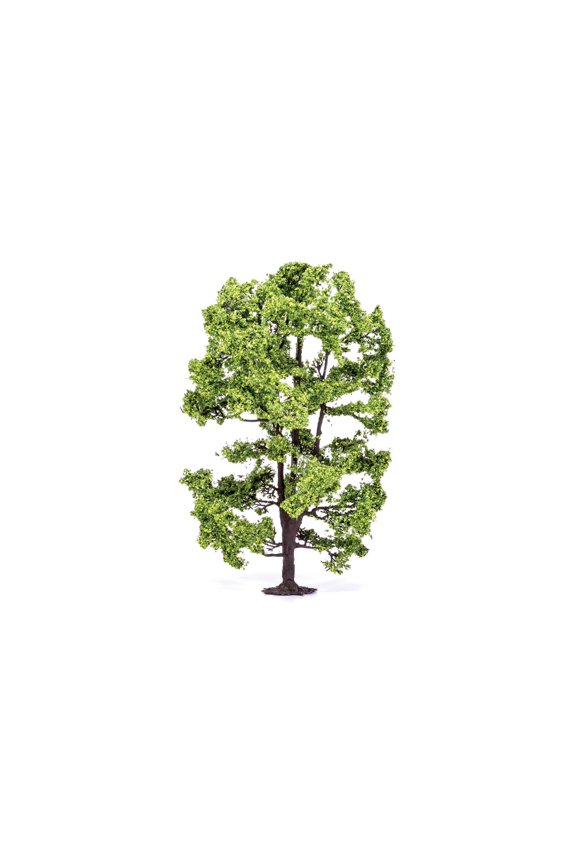 Acacia Tree