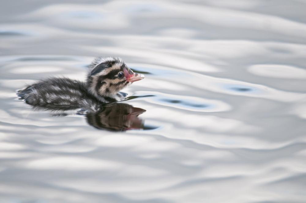 Horned Grebe (Podiceps Auritus) Chick Swims In Goldstream Valley Peat Pond Near Fairbanks Alaska Summer Canvas Art - Kenneth Whitten Design Pics (38 x 24)