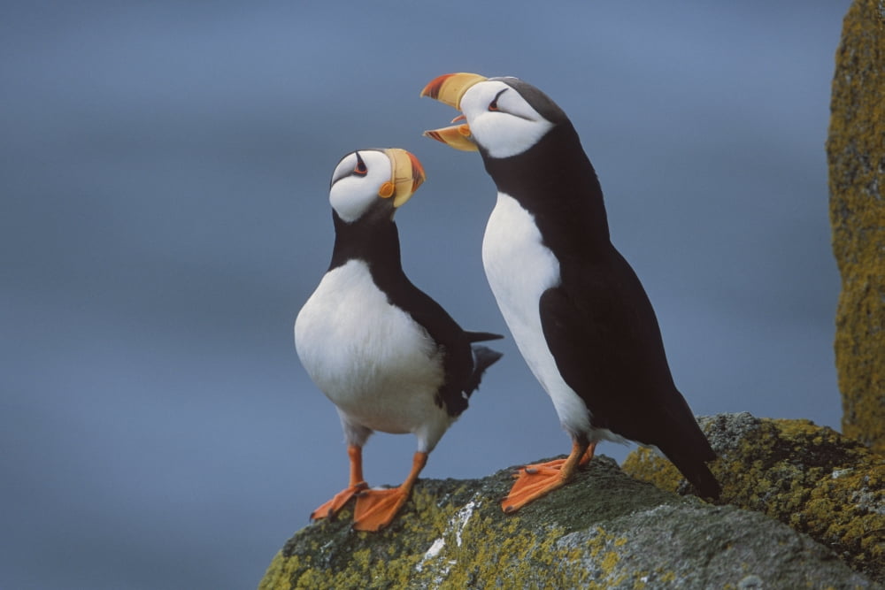 Horned Puffin Pair On Ledge With One Calling In Courtship Display Round Island Walrus Islands State Game Sanctuary Bristol Bay Southwest Alaska Canvas Art - Milo Burcham Design Pics (19 x 12)