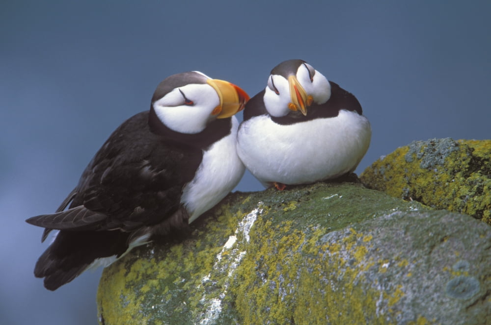 Horned Puffin Pair Perched On Ledge Round Island Walrus Islands State Game Sanctuary Bristol Bay Southwest Alaska Canvas Art - Milo Burcham Design Pics (19 x 12)