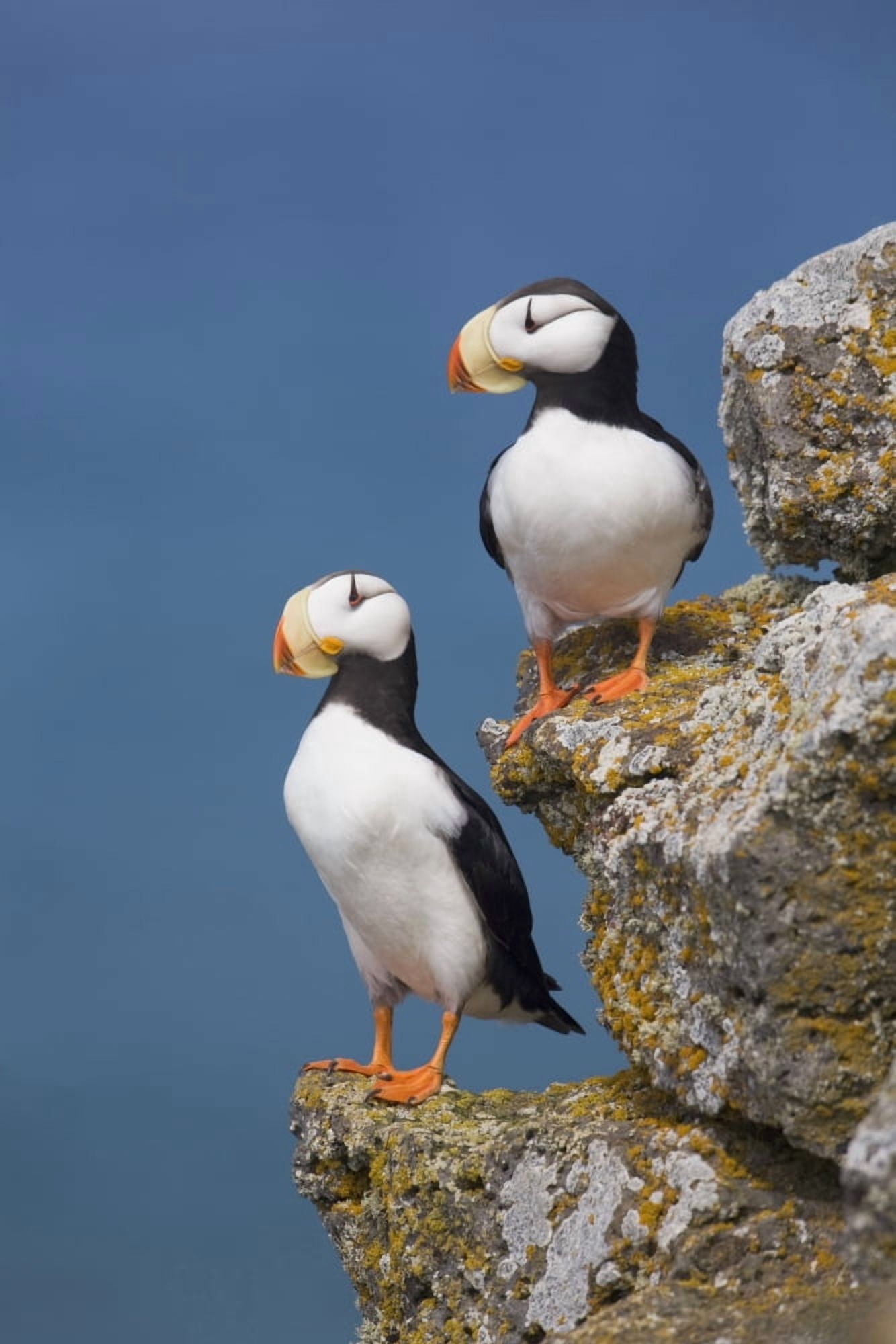 Horned Puffin Pair Perched On Rock Ledge With The Blue Bering Sea In Background Saint Paul Island Pribilof Islands Bering Sea Southwest Alaska Canvas Art - Milo Burcham Design Pics (12 x 19)