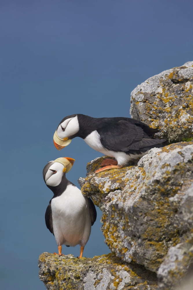Horned Puffin Pair Perched On Rock Ledge With The Blue Bering Sea In Background Saint Paul Island Pribilof Islands Bering Sea Southwest Alaska Canvas Art - Milo Burcham  Design Pics (24 x 38)