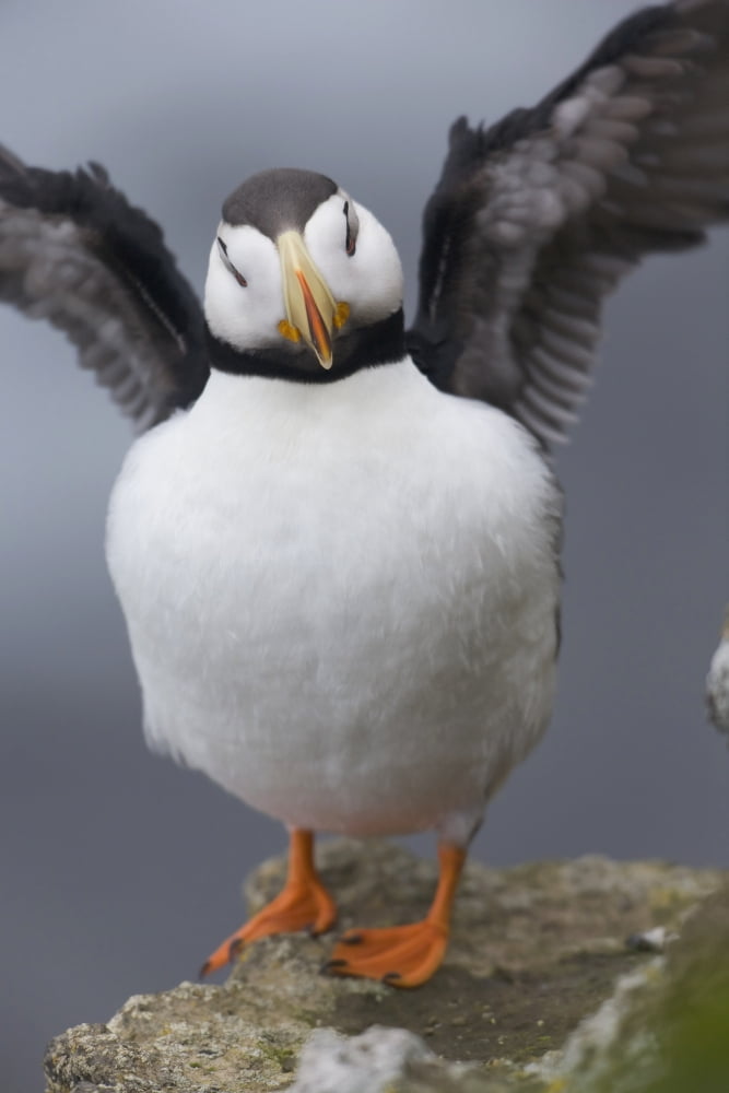 Horned Puffin With Wings Outstretched Saint Paul Island Pribilof Islands Bering Sea Southwest Alaska Canvas Art - Milo Burcham Design Pics (22 x 34)