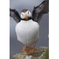 thumbnail image 1 of Horned Puffin With Wings Outstretched Saint Paul Island Pribilof Islands Bering Sea Southwest Alaska Print, 1 of 3