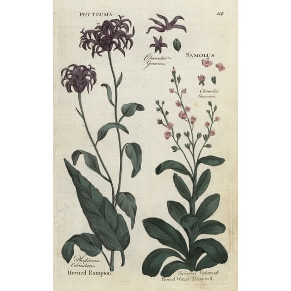 Horned Rampion And Round Water Pimpinel Poster Print By ® Florilegius Mary Evans (24 X 36)