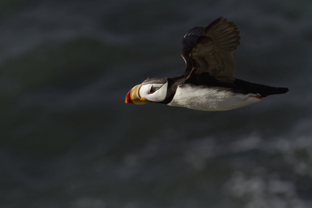 Horned puffin (Fratercula corniculata) in flight over ocean Walrus Islands State Game Sanctuary Round Island Bristol Bay Western Alaska Canvas Art - Gary Schultz Design Pics (19 x 12)