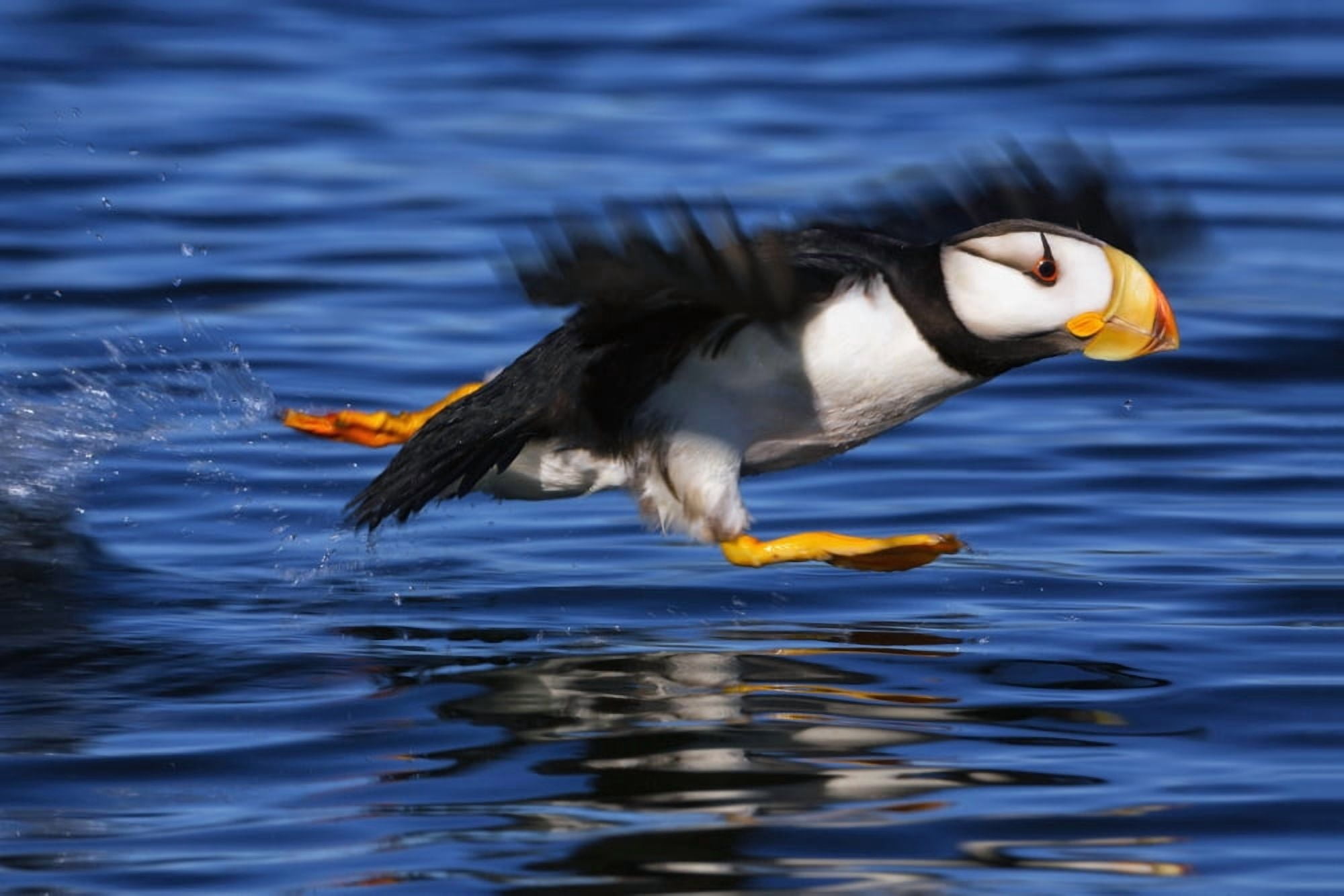 Horned puffin (Fratercula corniculata) taking off Kodiak Alaska summer Canvas Art - Marion Owen Design Pics (19 x 12)