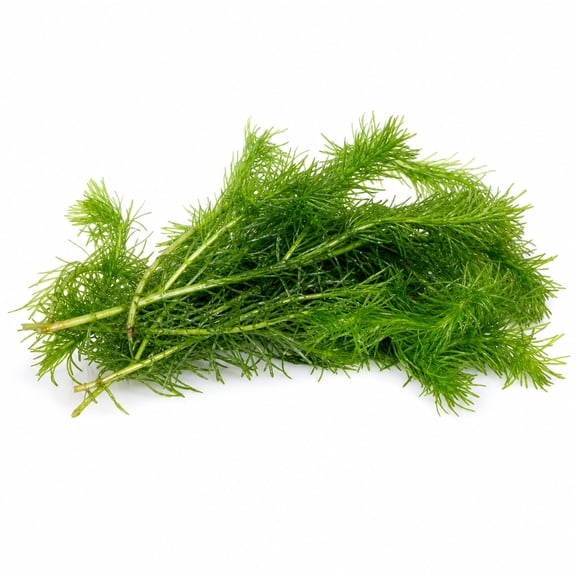Canton Aquatics Hornwort Live Freshwater Aquarium Plant, 1 Bunch of 3 to 5 Stems
