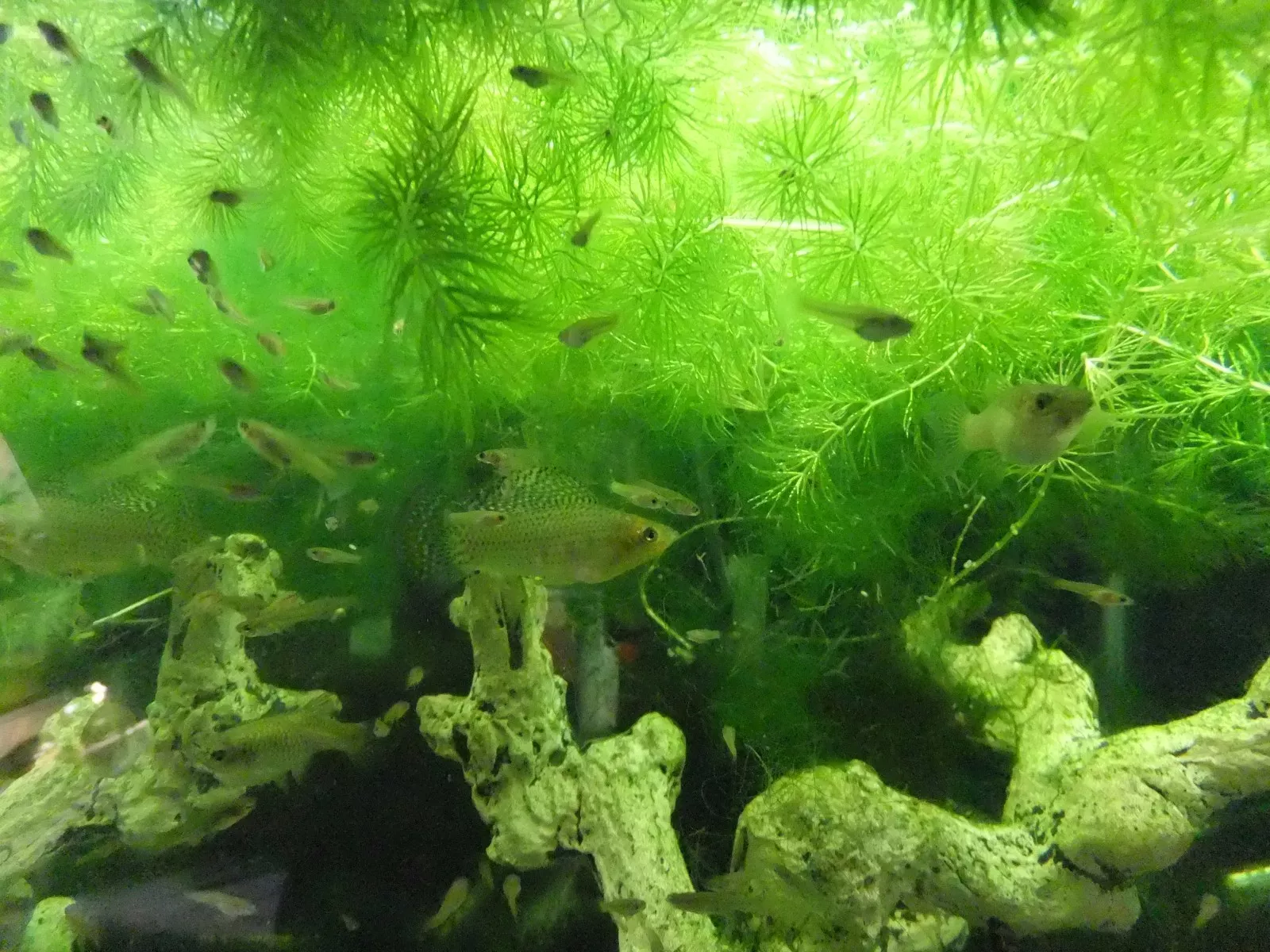 What are easy, beginner friendly aquarium plants for your planted tank