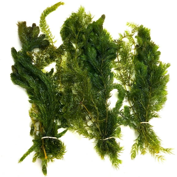 Hornwort Three Bunch Pack (Ceratophyllum demersum)