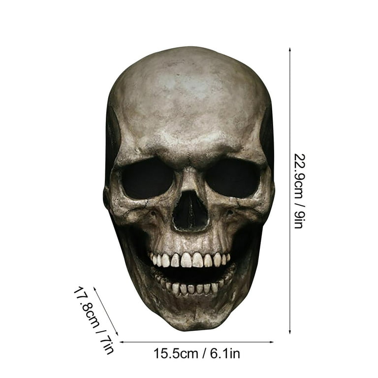 Skull w/ Movable Jaw