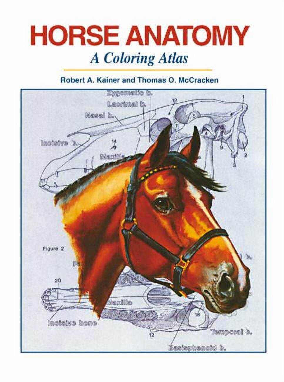 Horse Anatomy: A Coloring Atlas, (Spiral-Bound) - Walmart.com