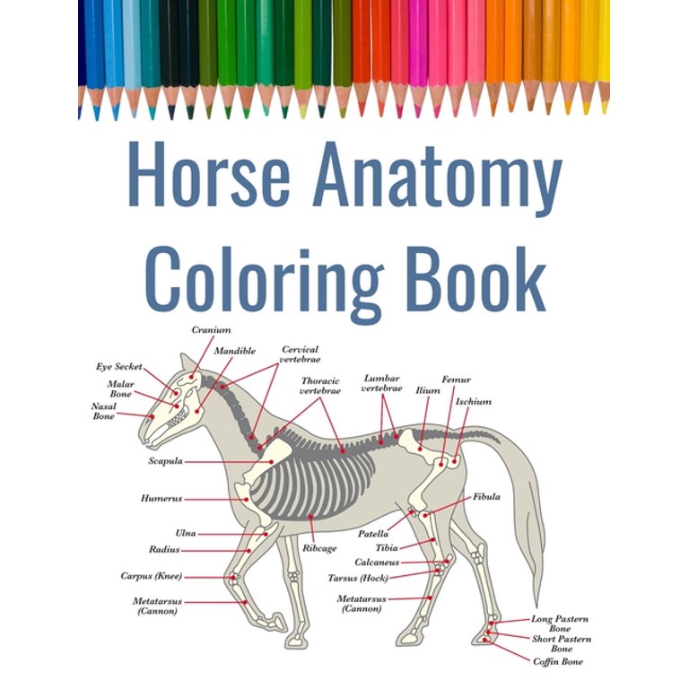 Horse Anatomy Coloring Book Self Assessment Equine, 42 OFF
