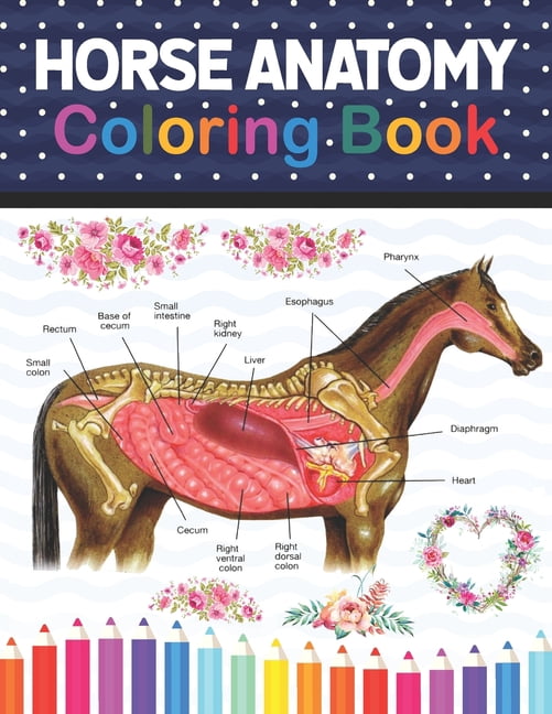Horse Anatomy Coloring Book: Horse Anatomy and Veterinary Physiology Coloring Book. The New Surprising Magnificent Learning Structure For Veterinary Anatomy Students.Animal Anatomy & Physiology Colori